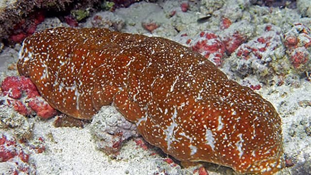 Sea cucumber cultivation