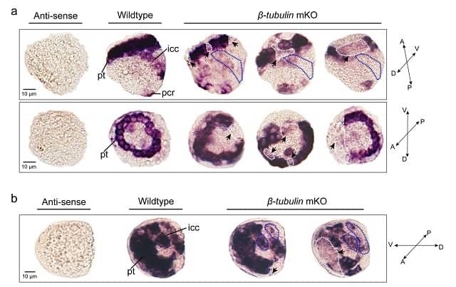 Efectos de la mutagénesis somática en larvas de ostras (Imagen de IOCAS)