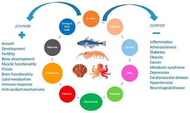 Representación gráfica de los compuestos bioactivos y nutrientes de los pescados y mariscos que están vinculadas con efectos en la salud. Fuente: Durazzo et al (2022)
