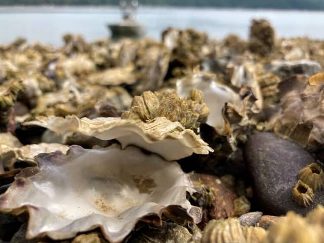 Dead oysters seen along a shoreline in Washington state, following a record heat wave in summer 2021. Source: Blair Paul.