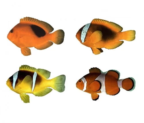 Peces marinos para acuarios: guía para principiantes 1 Colores de peces payasos