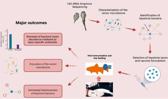 Vacunas anti-microbiota: La nueva apuesta INCAR para combatir la caligidosis en la salmonicultura 1 Antimicrobiota. Representación esquemática del proceso de diseño y mecanismos de acción de una vacuna anti-microbiota.