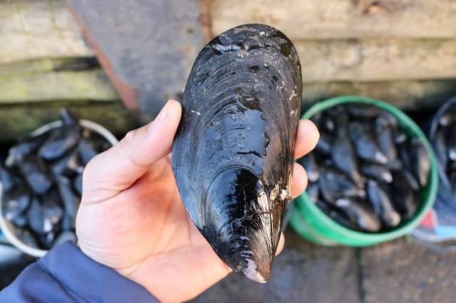 Estudio INCAR-COPAS Coastal determinó que ciertos pesticidas afectan el desarrollo en estadios de larva de «Choro Zapato» 1 Choro zapato Choromytilus chorus. Fuente: INCAR