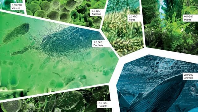 Investigadores piden estudio y protección del microbioma marino 1 Estimaciones de la biomasa total del océano.