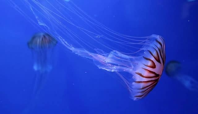 Aplicación para identificar medusas.