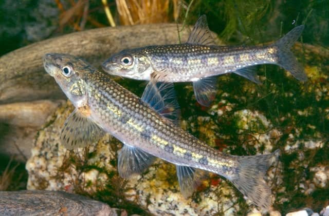When the invasive fish are native 1 The translocated species can be as much of a problem for both native fish and exotic fish, according to the study. Photo: Adolf de Sostoa, UB-IRBio.