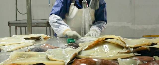 ULS y U. Hokkaido desarrollan importante proyecto para la recuperación de bioproductos de la pesca y acuicultura sustentable 1 bioproductos de pesca y acuicultura