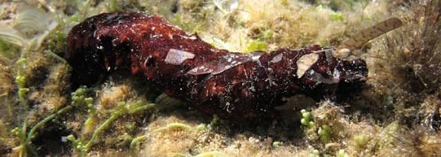 Mediterranean sea cucumber holothuria-poli