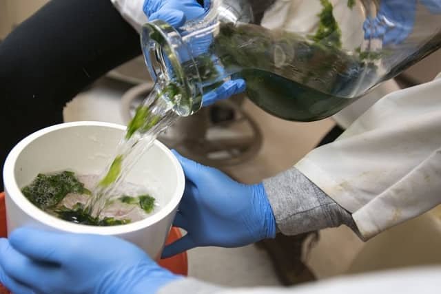 Algae Agreement Offers an Ocean of Research Possibilities 1 File photo of a student at UConn Stamford conducting research with seaweed in the lab of Charles Yarish, emeritus professor of ecology and evolutionary biology lab. (Sean Flynn/UConn Photo)