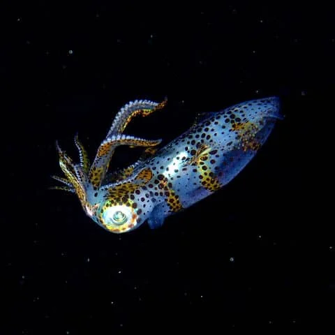 There are three species of oval squid found around Okinawa.