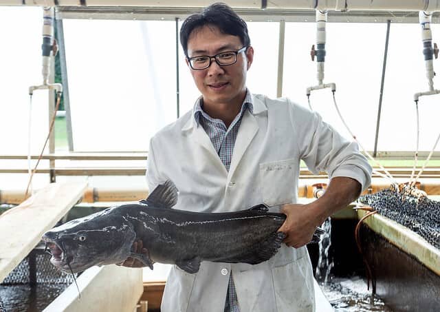 Auburn University researchers first to map blue catfish genome 1 Auburn University postdoctoral student Baofeng Su is part of an Auburn research team that recently became the first to map a high-quality genome assembly of the blue catfish.