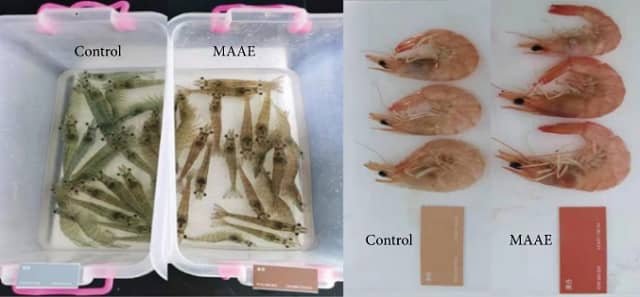 Color del cuerpo de los camarones alimentados con astaxantina o dieta control durante 30 días, antes y después de la cocción. Fuente: Zhang et al. (2022)