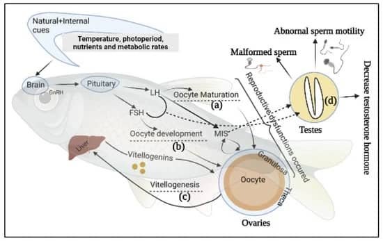 Epigenética y probióticos para mejorar reproducción en peces 1 Representación esquemática del sistema reproductivo y disfunciones gonadales de los peces. Fuente: Sumon et al (2022).