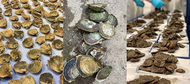 DNA discoveries could aid oyster success 1 oysters roslin 0 1