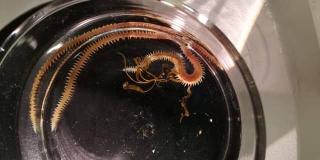 Salmón noruego podrá alimentarse con poliquetos 1 Gusanos poliquetos pueden ayudar al sector de la piscicultura del salmón a abordar un gran desafío al proporcionar alimentos sostenible y de origen local para los peces. Foto: Haiqing Wang/SINTEF