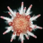 Can the next generation of sea urchins resist marine heatwaves? Can the next generation of sea urchins resist marine heatwaves?