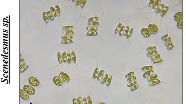 Microalgae purify water and produce valuable compounds 1 The algae appear in groups of two or four. Image Lorenzo Ferro