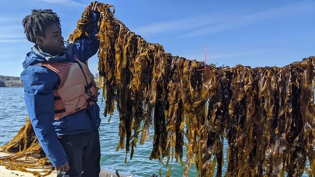 UMaine Marine Sciences student Cole Roxbury with kelp at the Darling Marine Center. Photo by Adam St. Gelais.