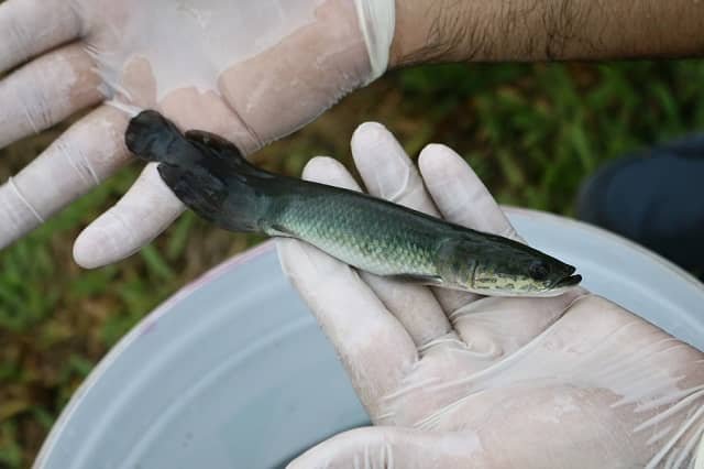 Alevino de arapaima. Cortesía: Síglia Souza