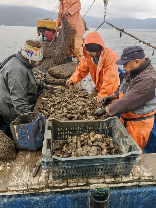 Cosecha de ostras por el Sindicato Robalito de Corral