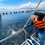 Jaula de cultivo de trucha. Fuente: SANIPES