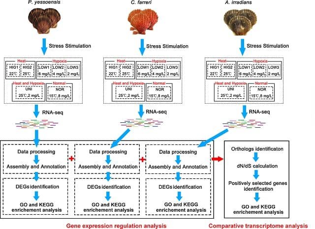 Transcriptoma provee señales sobre mecanismos adaptativos de las vieiras bajo estrés ambiental 1 Diseño experimental con la tres especies de vieiras.
