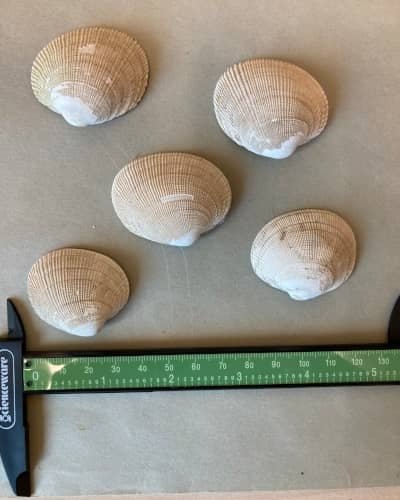 Collected shells used to produce shell hash. Photo courtesy of Hannah Hensel.