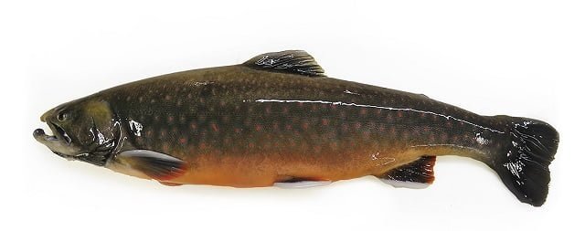 Icy Waters and CAT partner to accelerate genetic improvement in Arctic Charr 1 Arctic Charr.