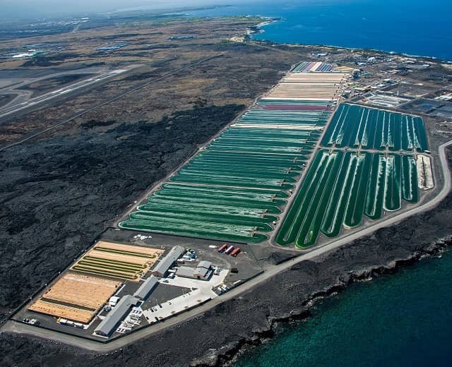 Microalgae cultivation facility along the Kona Coast of Hawaii’s Big Island. Cyanotech Corporation/Provided