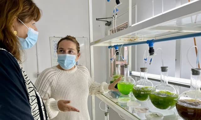 Uso de microalgas permitirá la primera plantación de arándanos en suelos áridos de Chile 1 Uso de microalgas para mejorar la producción de arándanos