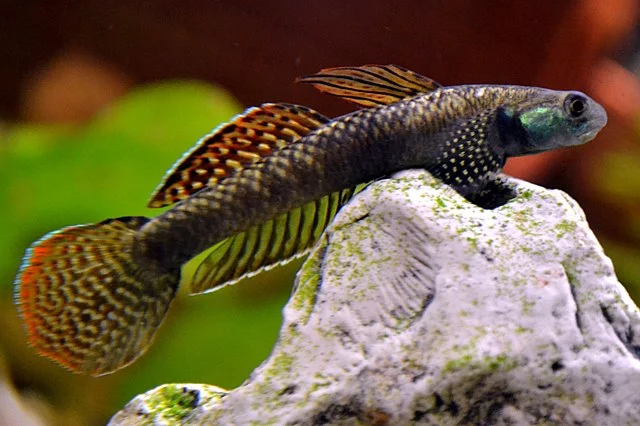 Rainbow Goby (Stiphodon ornatus): Feeding, Reproduction, and Compatibility 1 Rainbow goby, Stiphodon ornatus. Source: Laurent Pasteur
