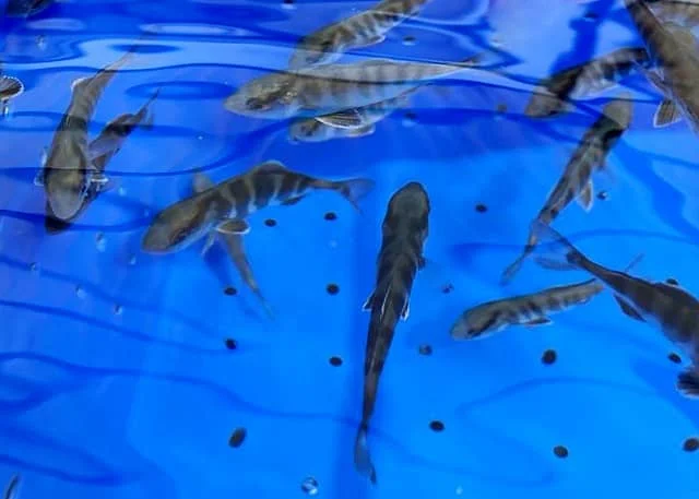 juveniles-Seriola-dumerili
