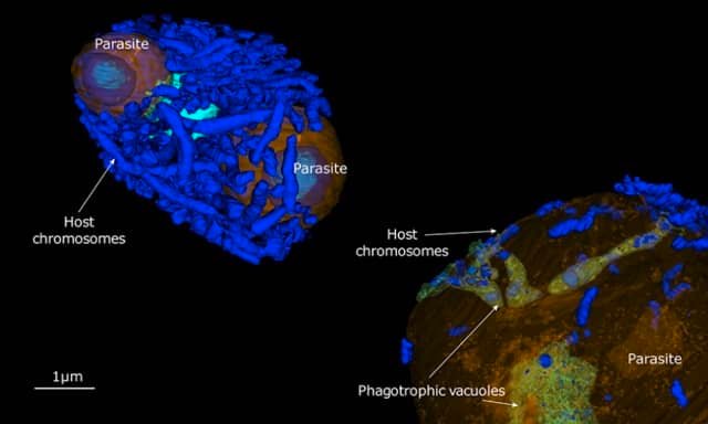 Plankton zombies for Halloween! 1 Two parasites (their nuclei are visible in blue) invade the nucleus of a microalgal host that contains chromosomes (blue=genetic material). On the right is the later infection stage where the parasites start to engulf or swallow the host’s chromosomes (blue) and digest them. Credit: Johan Decelle/CNRS