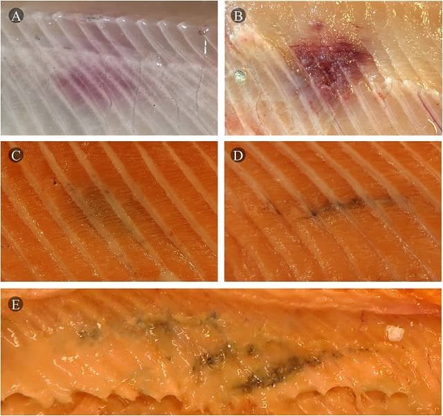 Ilustración de diferentes puntos oscuros focales en filetes del salmón del Atlántico. Fuente: Jiménez-Guerrero et al., (2022)