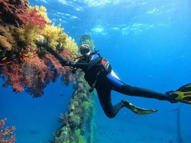 Plastic additives contaminate the sea and selectively harm corals’ reproduction processes 1 Noa Shenkar. Photo credit: Hadas Zion