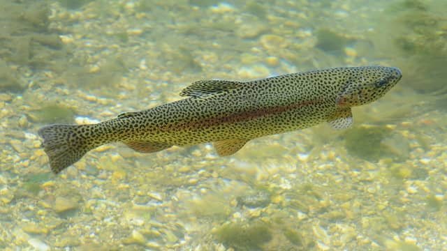 Avances en la investigación del sistema inmunológico de la mucosa de los peces 1 Trucha arcoíris. Fuente: UNM