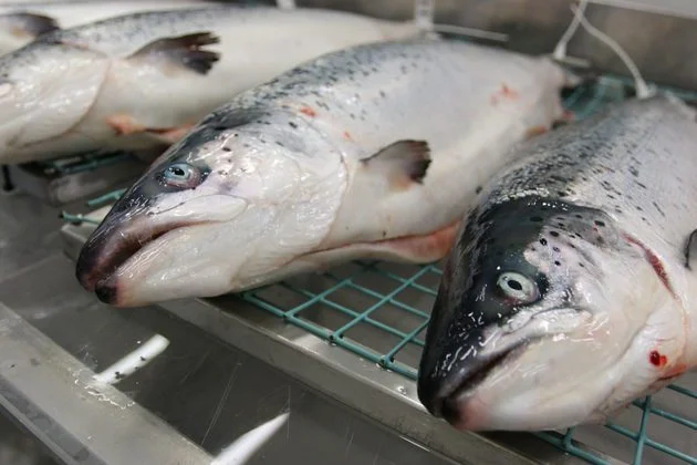 Beyond ice: how seawater sub-chilling is revolutionizing salmon preservation 1 Atlantic salmon. Source: Nofima