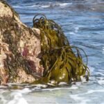 Brown algae removes carbon dioxide from the air and stores it in slime Brown algae removes carbon dioxide from the air and stores it in slime