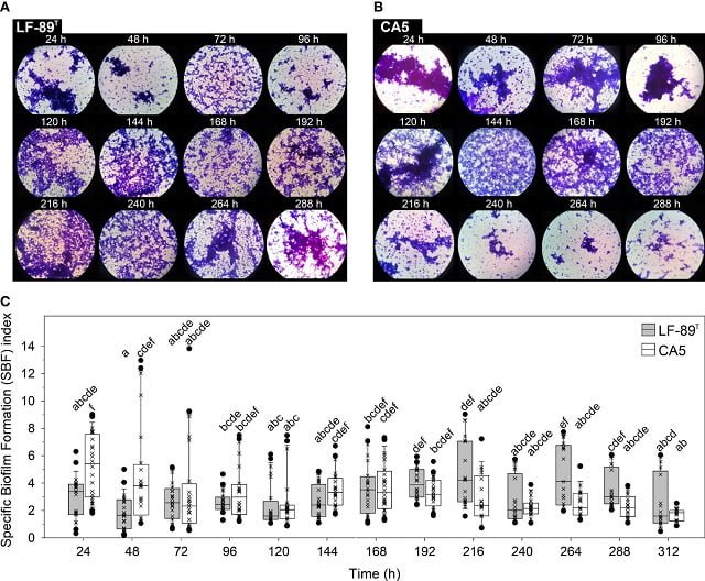 Estudio colaborativo analizó el comportamiento colectivo y el arsenal de virulencia Piscirickettsia salmonis en el biofilm 1 Resultados del análisis de P. salmonis in vitro