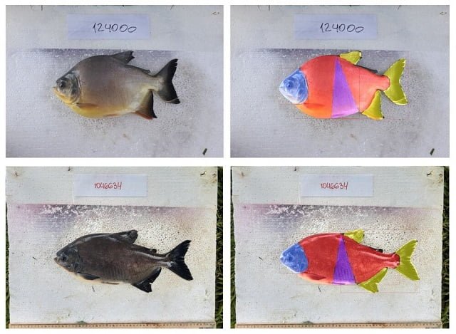 Artificial intelligence helps Brazilian breeders select desired traits of native fish 1 Software developed by Brazilians automatically measures pacus using artificial intelligence. Specimens with round body (top) and elliptical body. On the right, parts selected by the program via machine learning. Credit: Diogo Hashimoto/UNESP