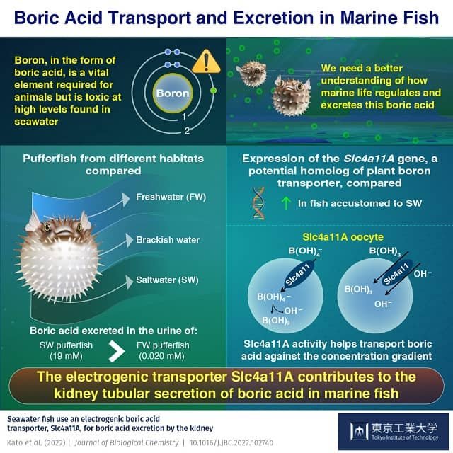 boric acid transport excretion marine fish