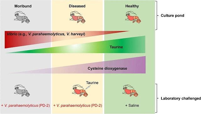 Ilustración de los mecanismos por el cuál el metabolismo de la taurina es modulada durante la infección de camarones por V. parahaemolyticus (AHPND strain). Fuente: Wang et al., (2022).