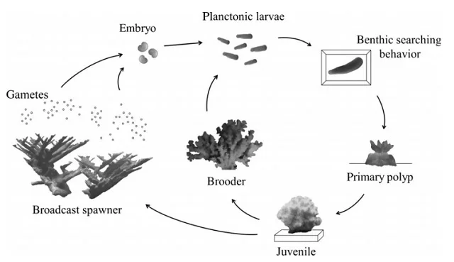 Reproducción sexual de los corales marinos en sistemas acuícolas. Fuente: Costa et al., (2014).