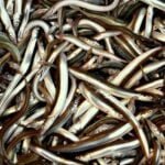 Genetic Barriers, a Warming Ocean, and the Uncertain Future for an Important Forage Fish