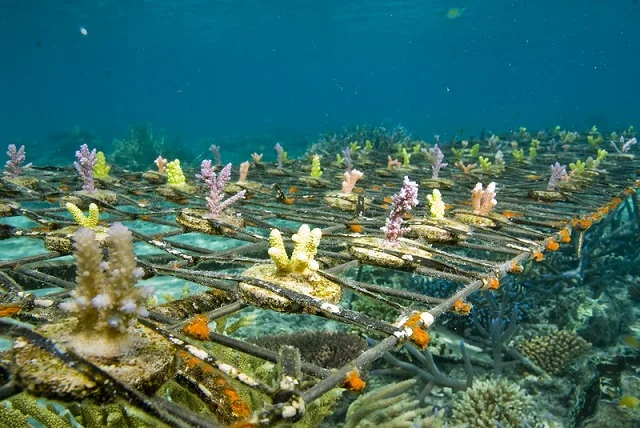 Crianza de corales marinos. Fuente: WorldFish