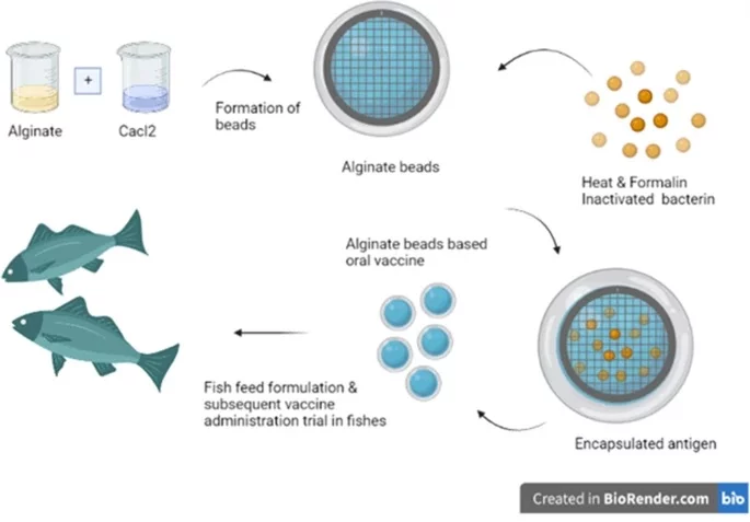 Vacunas orales inactivas para peces encapsuladas en alginato. Fuente: Radhakrishnan et al., (2022).