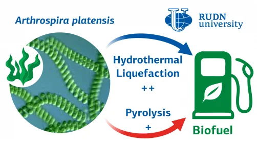 ¿Pirólisis o licuefacción hidrotermal para la producción de biocombustibles en base a microalgas?