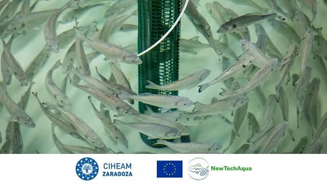 El CIHEAM Zaragoza y el proyecto NewTechAqua organizan un curso especializado sobre nutrición, alimentación y salud de peces en acuicultura 1 CIHEAM Zaragoza Curso NewTechAqua 2023