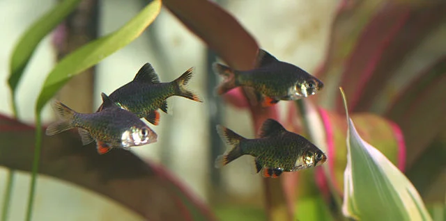 Tiger Barb (Puntigrus tetrazona): Care, Compatibility, and Breeding Guide 2 School of green tiger barb fish. Source: Debivort on Wikipedia