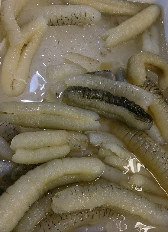 Pepino de mar: alimentación, reproducción y acuicultura 3 Comercio de pepinos de mar en Singapur.